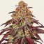 Mimosa x Orange Punch Auto - Image 2