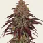 Mimosa x Orange Punch Auto - Image 3