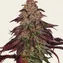 Mimosa x Orange Punch Auto - Image 4