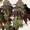 Mimosa x Orange Punch Auto - Image 5