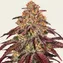 Mimosa x Orange Punch Auto - Image 1
