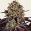 Runtz x Layer Cake - Image 2