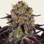 Runtz x Layer Cake - Image 1