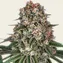 Tropicanna Banana - Image 2