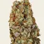 Tropicanna Banana - Image 3