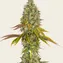 Tropicanna Banana - Image 4