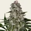 Tropicanna Banana - Image 5
