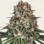 Tropicanna Banana - Image 1