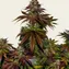 Mimosa EVO - Image 5