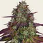 Mimosa EVO - Image 2
