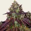Mimosa EVO - Image 3