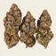 Mimosa EVO - Image 4