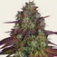Mimosa EVO - Image 1
