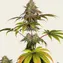 Wedding Cake - Image 5