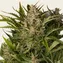 Gorilla Z Auto - Image 3