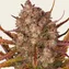 Dos Si Dos Auto - Image 1
