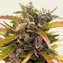 GG4 Auto - Image 2