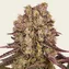 Runtz Muffin - Image 2