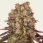 Runtz Muffin - Image 1
