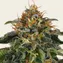 Moby Dick - Image 2