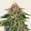 Moby Dick - Image 3