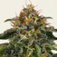 Moby Dick - Image 1