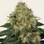 Skywalker OG Auto - Image 2