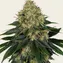 Skywalker OG Auto - Image 3