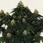 Skywalker OG Auto - Image 4