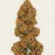 Skywalker OG Auto - Image 5