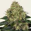 Skywalker OG Auto - Image 1