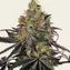 Watermelon Z - Image 3