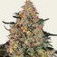 Bubba Kush - Image 2