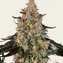 Bubba Kush - Image 3
