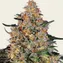 Bubba Kush - Image 1