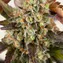 OG Kush - Image 5