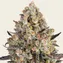 OG Kush - Image 2