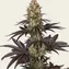 OG Kush - Image 3
