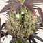 OG Kush - Image 4