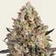 OG Kush - Image 1