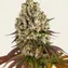 Sour Diesel - Image 2