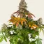 Sour Diesel - Image 3