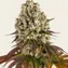 Sour Diesel - Image 1