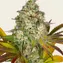 Cookies Kush Auto - Image 2
