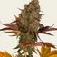 Cookies Kush Auto - Image 3