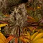 Cookies Kush Auto - Image 5