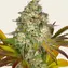 Cookies Kush Auto - Image 1