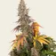 Sour Strawberry - Image 1
