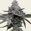 Apple Fritter - Image 2