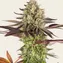 Apple Fritter - Image 3